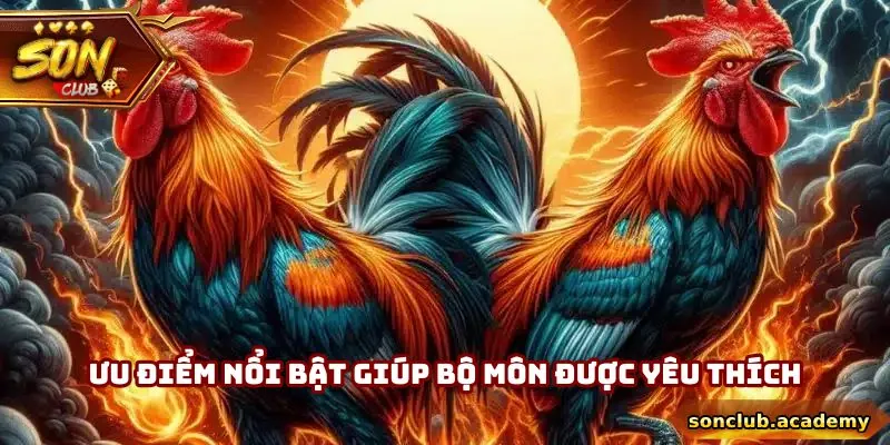 Đá gà Mỹ Thomo tại Sonclub có những ưu điểm giúp tối ưu trải nghiệm người dùng